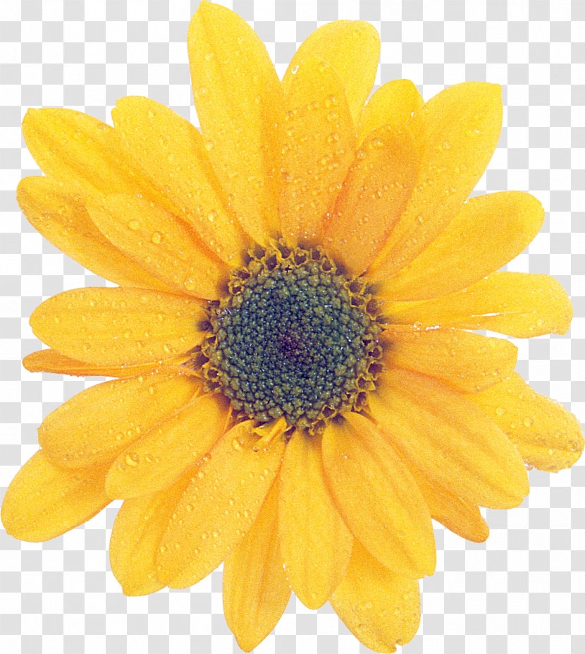 Internet Common Sunflower - Daisy - Dahlia Transparent PNG