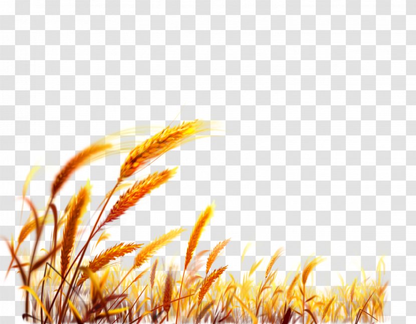Wheat Desktop Wallpaper Harvest - Berry - Chinese Transparent PNG