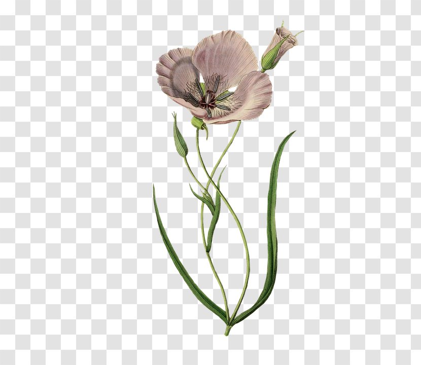 Splendid Mariposa Lily Clip Art Image Poppy Openclipart - Plant - Poppies Transparent PNG