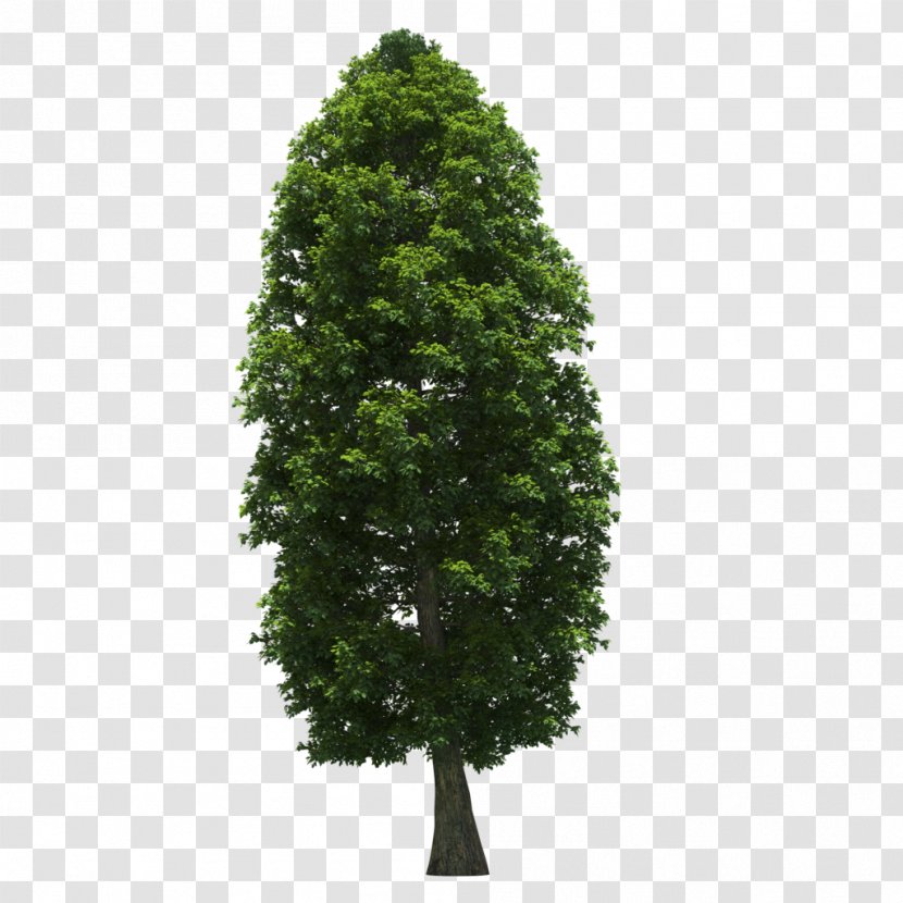 Oak Scots Pine Tree Solitaire Evergreen Transparent PNG