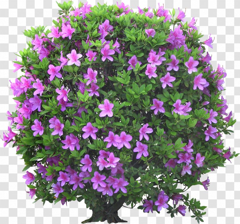 Psd Garden Flower Shrub Transparent PNG