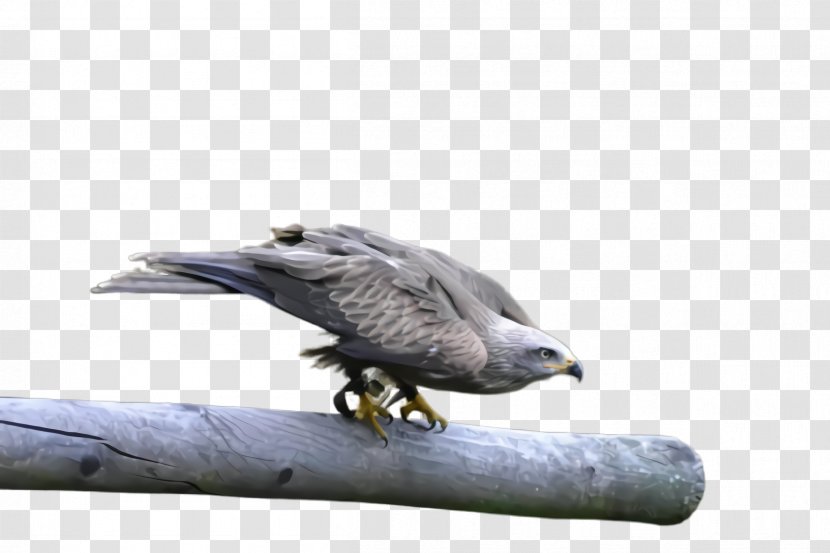 Bird Peregrine Falcon Of Prey Beak Eagle - Hawk Transparent PNG