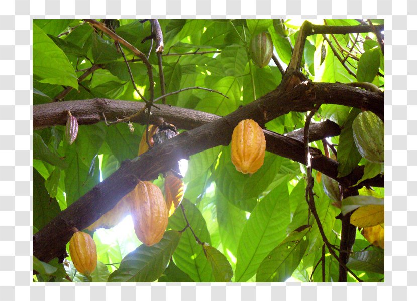 Fruit Tree - Branch Transparent PNG