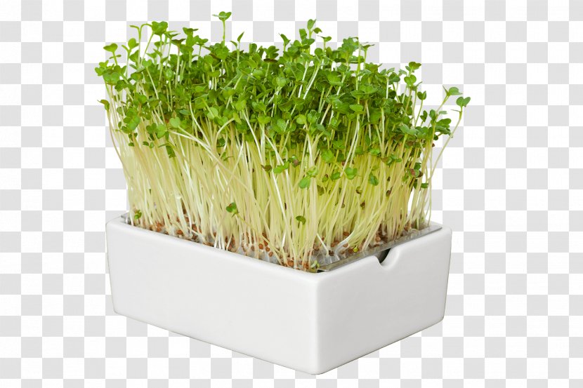 Trendy Food Herb Superfood Microgreen - Microgreens Transparent PNG