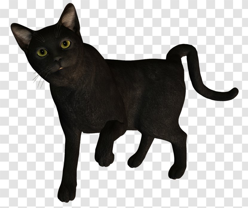 Korat Black Cat German Rex Domestic Short-haired Blog - Asian - Pw Transparent PNG