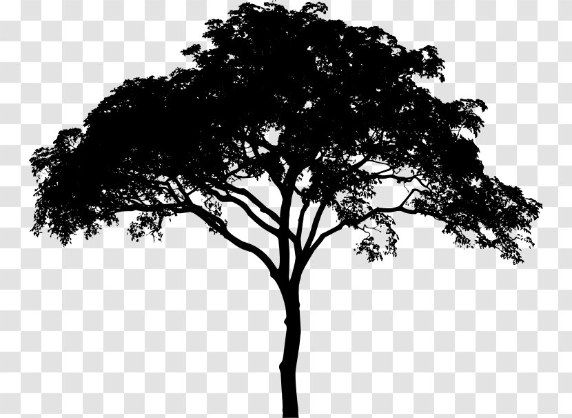 Tree Woody Plant Black And White Monochrome Photography Branch - Vector Transparent PNG