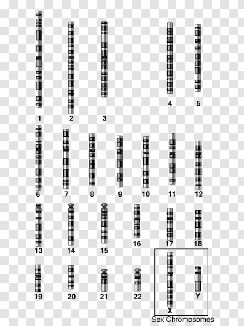 Autosome Chromosome 1 Gene Biology - Watercolor - Structure Transparent PNG