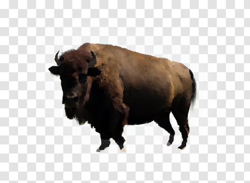 Bison Water Buffalo PDF Cattle - Horn Transparent PNG