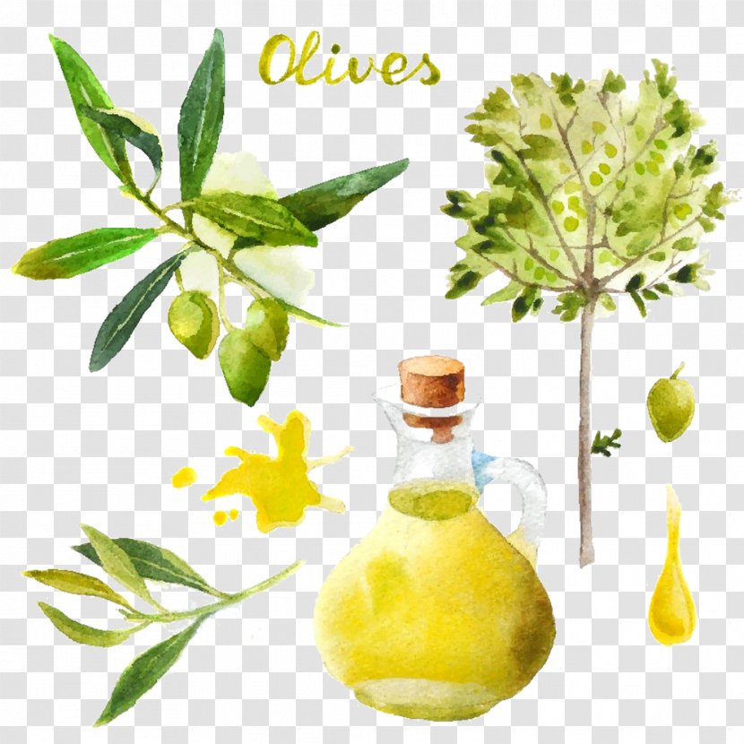 Olive Oil Watercolor Painting - Herbalism - Pictures Transparent PNG