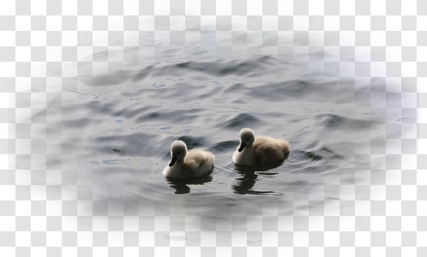 Duck Goose Desktop Wallpaper Cygnini - Water Bird Transparent PNG