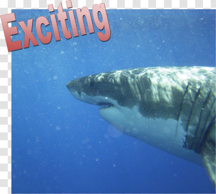 Great White Shark Scuba Diving Underwater Tiger - Fin - Exciting Transparent PNG