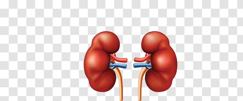 Chronic Kidney Disease Detoxification Liver Failure - Frame Transparent PNG