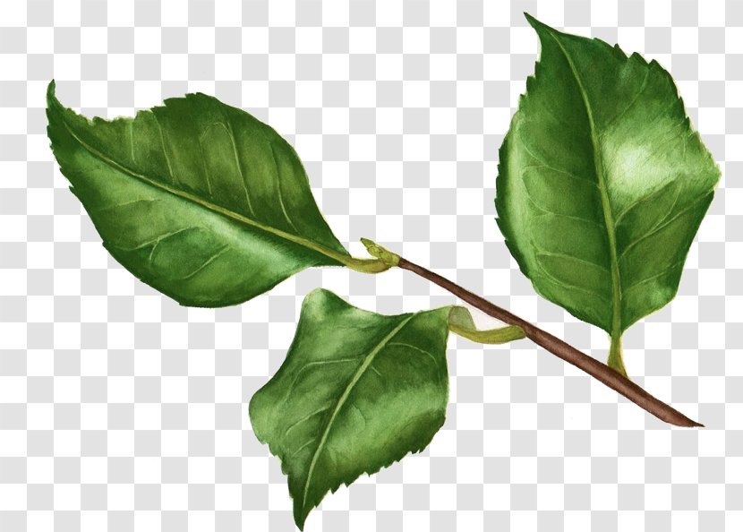Twig Plant Stem Leaf Aquifoliaceae - Branch Transparent PNG