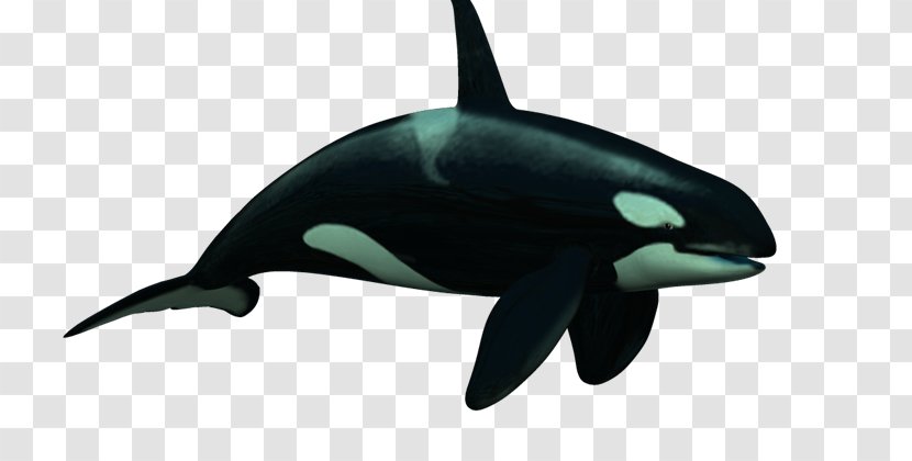 Killer Whale Rough-toothed Dolphin Common Bottlenose Short-beaked Tucuxi - Shortbeaked - Delfines Transparent PNG