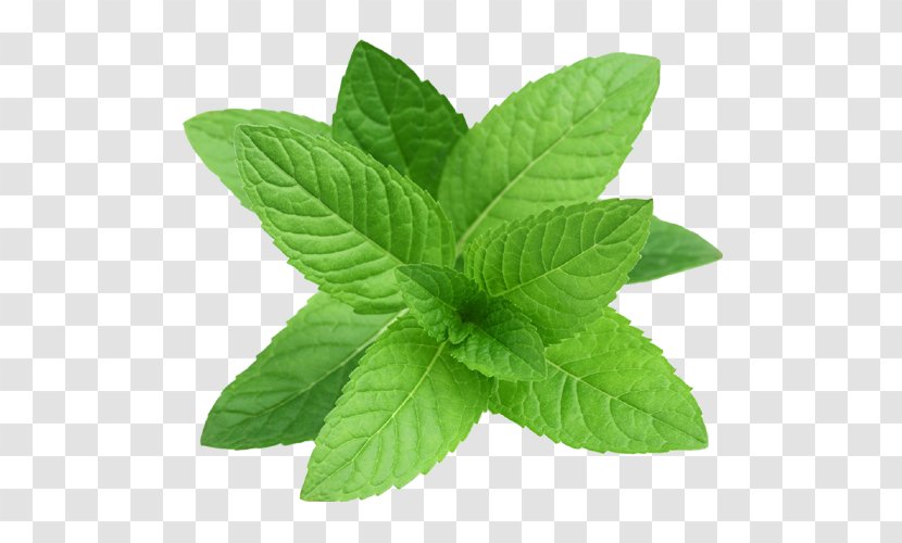 Peppermint Essential Oil Herb Mint Leaf - Spice Transparent PNG