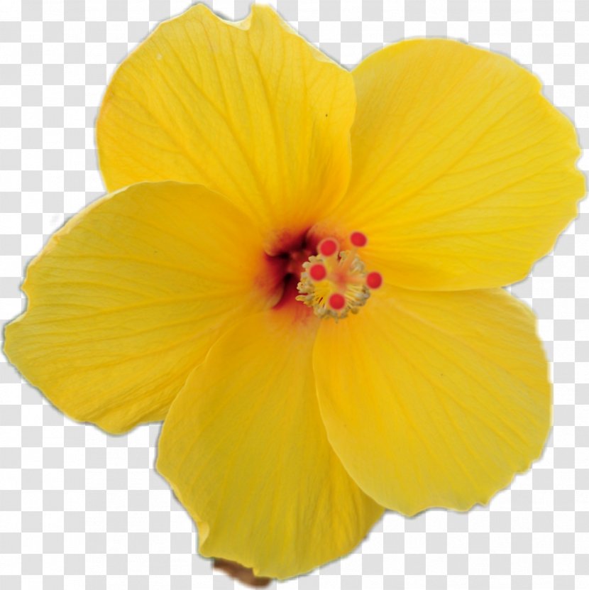Rosemallows Pink Flowers Yellow Hawaiian Hibiscus - Herbaceous Plant - Flower Transparent PNG