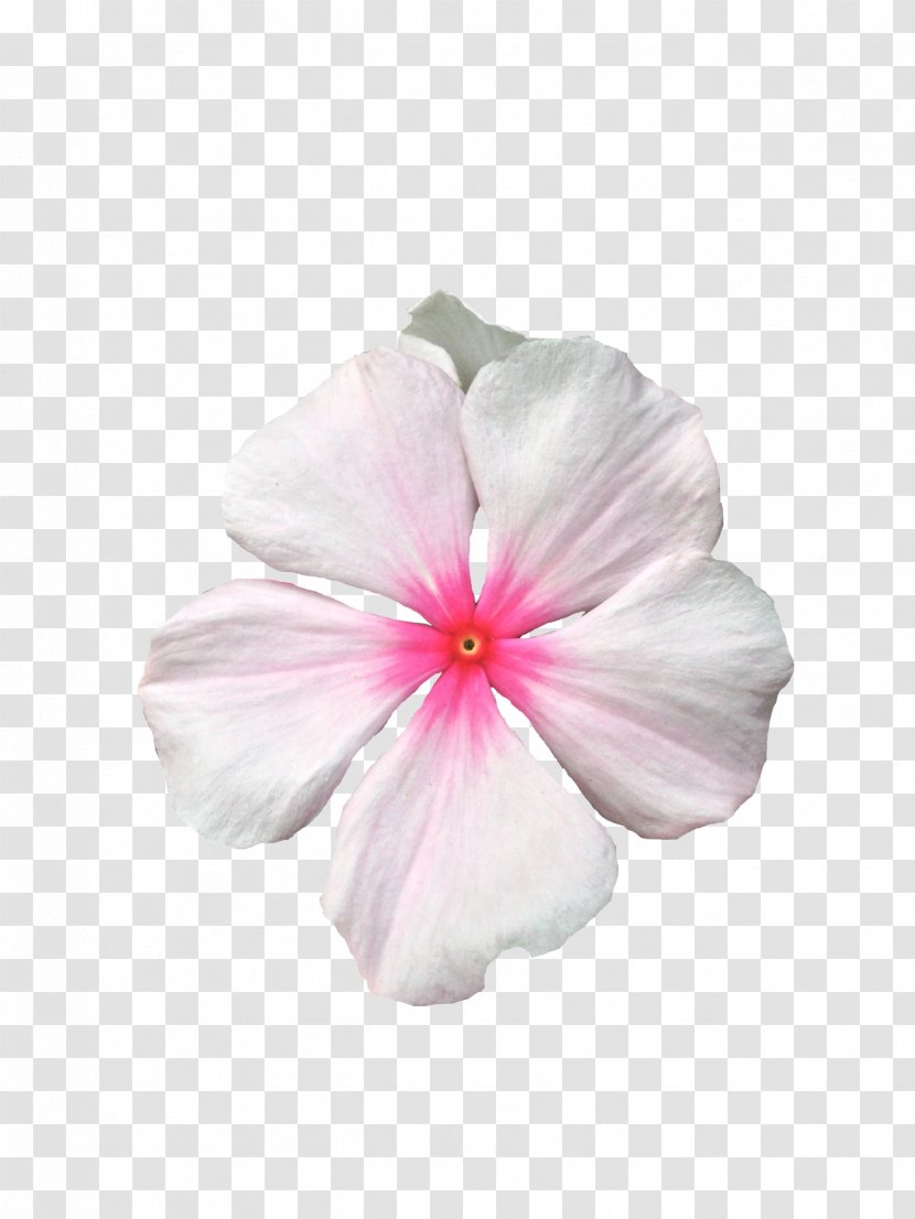 Rosemallows - Pink - Transparent Flower Crown Background Transparent PNG