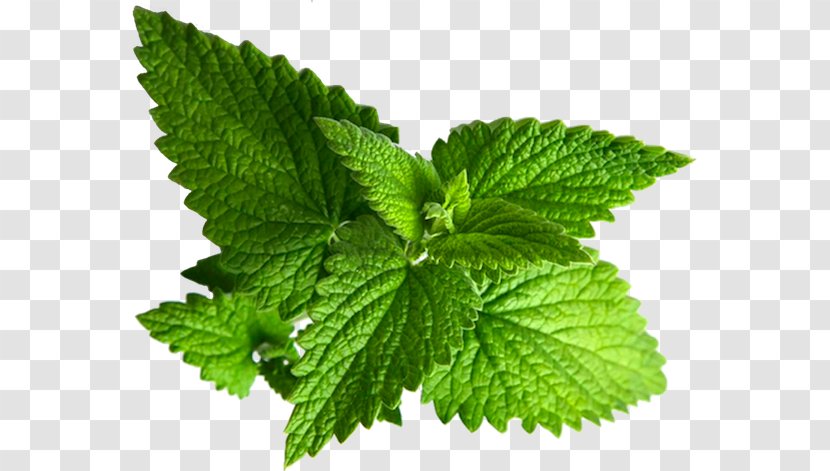 Peppermint Essential Oil Spearmint Lekarnar.com Spletna Lekarna - Capsule - Mint Breath Spray Transparent PNG