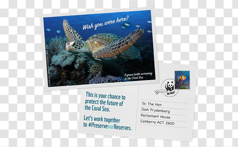 WWF-Australia Great Barrier Reef World Wide Fund For Nature Coral Sea Conservation - Green Turtle - Ecological Footprint Transparent PNG
