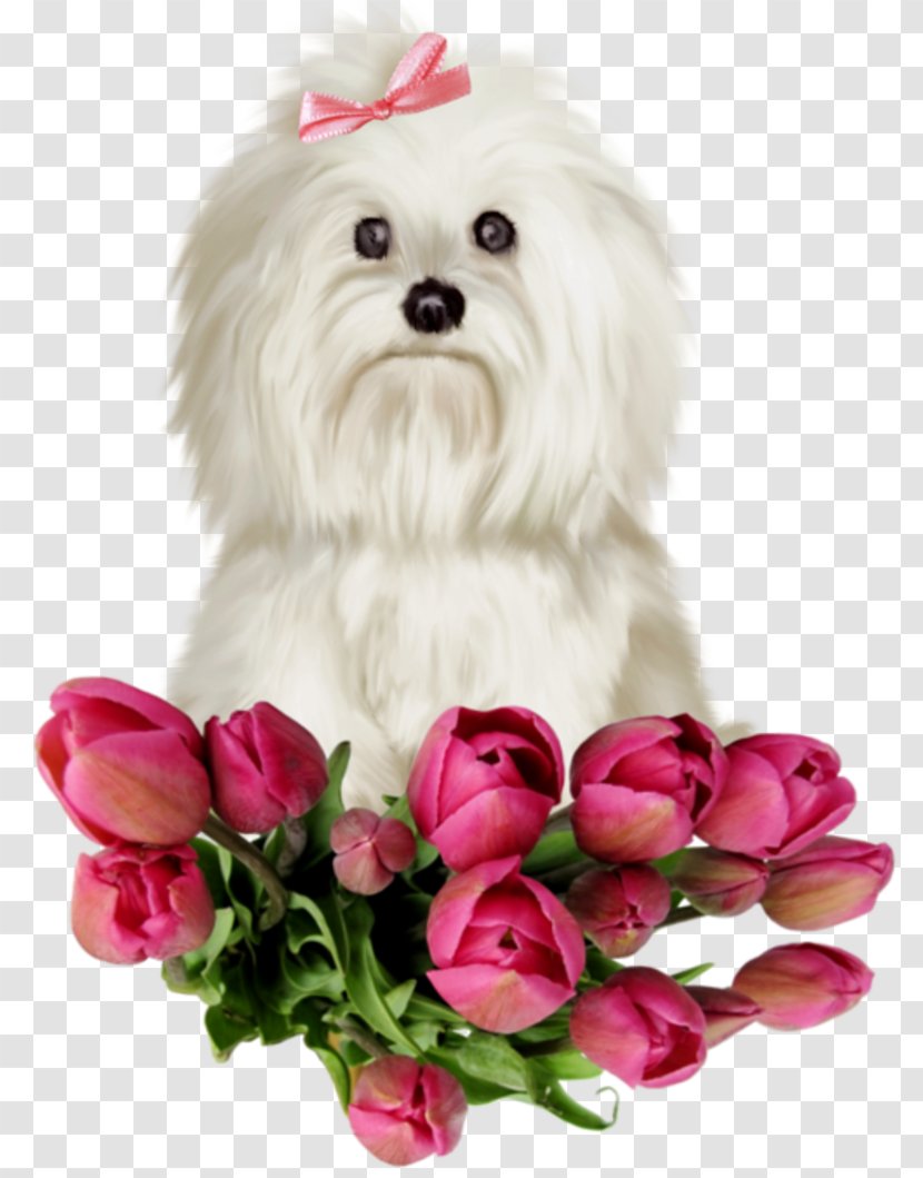 Maltese Dog Havanese Puppy Bolognese Yorkshire Terrier - Flower Arranging Transparent PNG