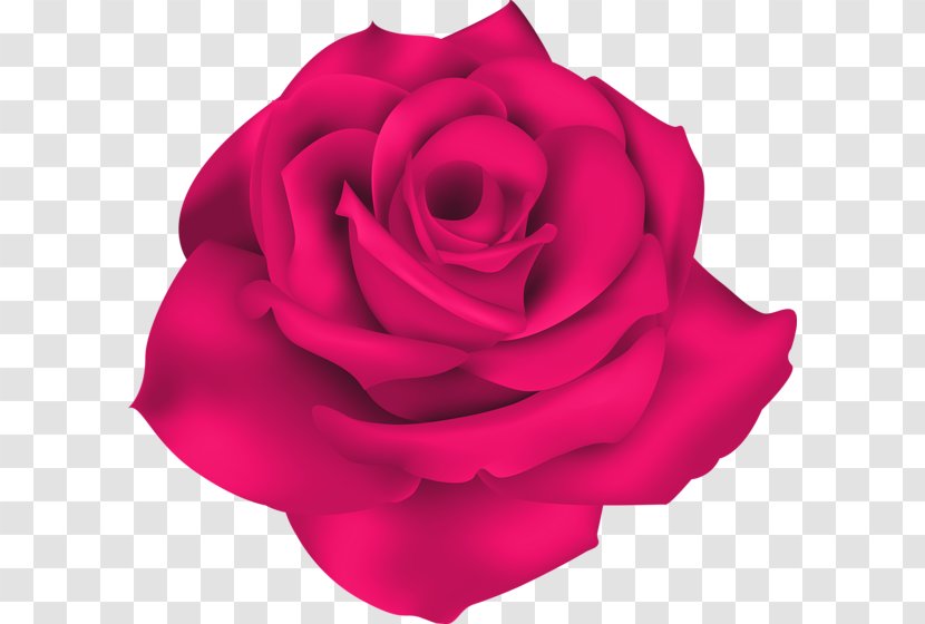 Garden Roses Cabbage Rose Desktop Wallpaper Clip Art - Peach - Singe Transparent PNG