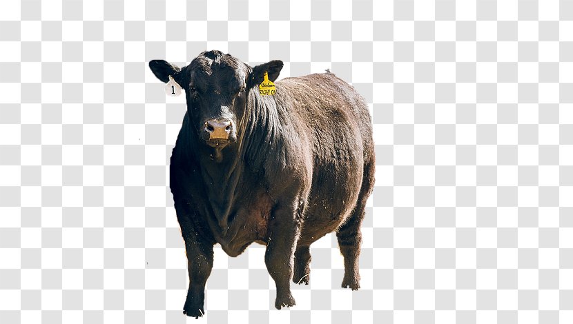 Angus Cattle Ox Comedy @ The Carlson Sales Animal - Terrestrial Transparent PNG