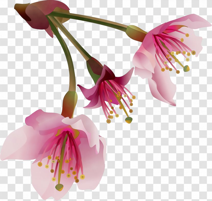 Flower Flowering Plant Pink Petal - Paint - Honeysuckle Pedicel Transparent PNG