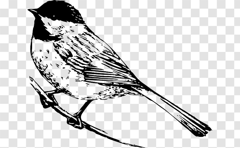 Colouring Pages Black-capped Chickadee Coloring Book Drawing - Blackcapped - Government Branch Transparent PNG