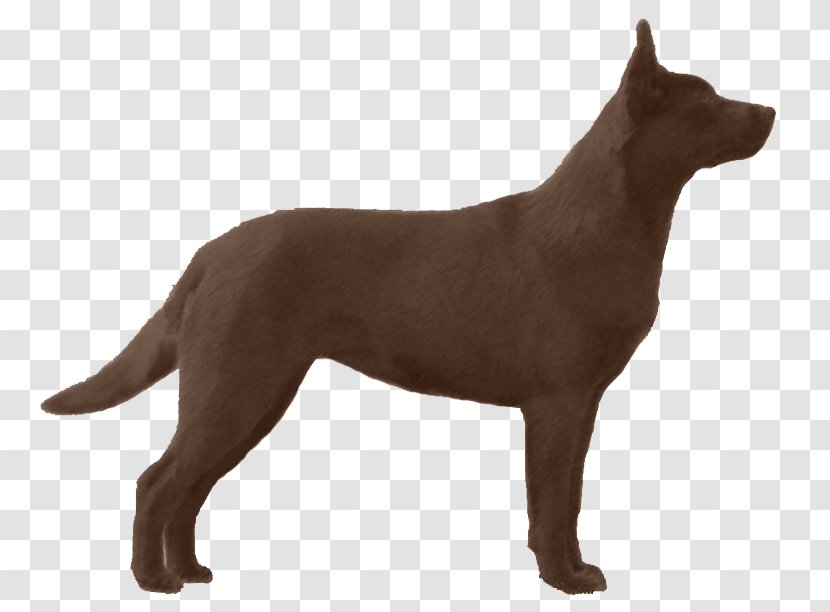 Australian Kelpie Sporting Group Dog Breed Snout - Australia Transparent PNG