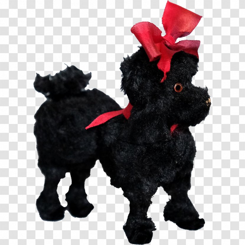 Schnoodle Affenpinscher Scottish Terrier Dog Breed Puppy - Mammal - Poodle Transparent PNG