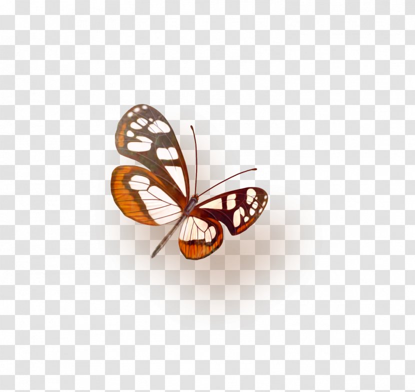 Butterfly Icon - Invertebrate Transparent PNG
