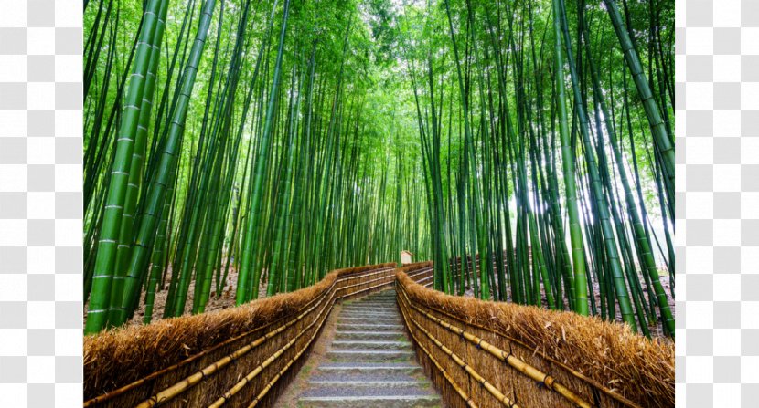 Arashiyama Bamboo Forest Stock Photography Royalty-free Transparent PNG