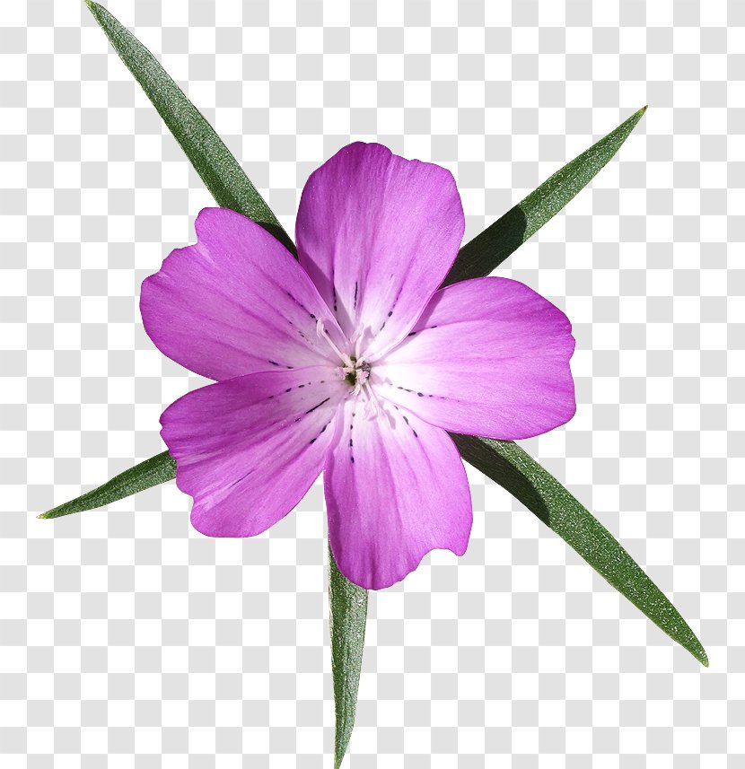 Petal Flower Good Plant Stem - Violet - Purple Transparent PNG