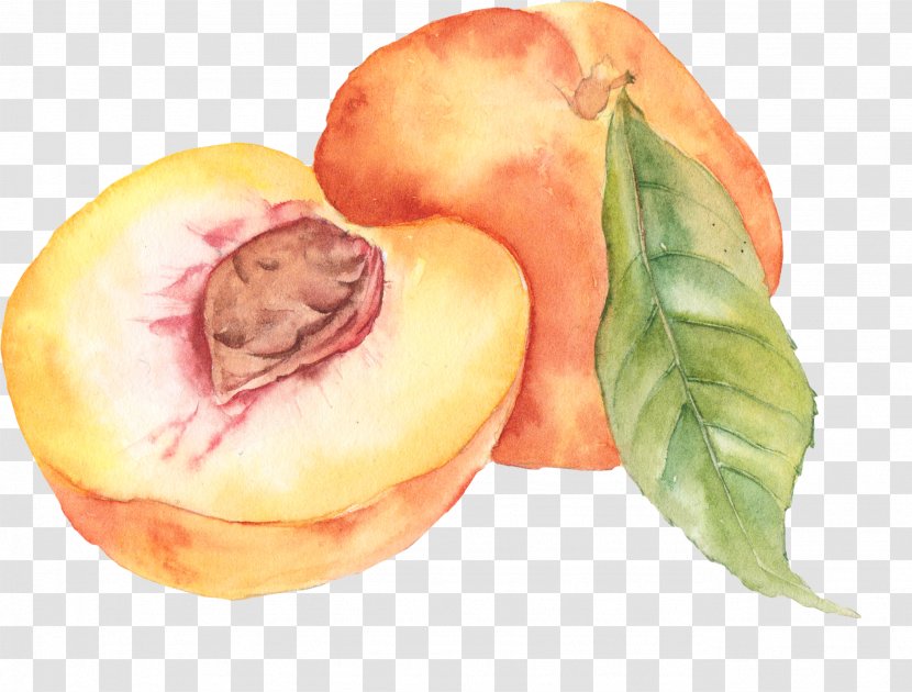 Watercolor Painting Peach Drawing - Art Museum Transparent PNG
