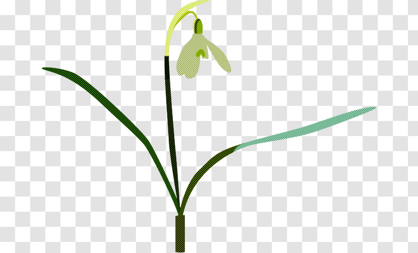 Flower Plant Snowdrop Summer Snowflake Plant Stem Transparent PNG