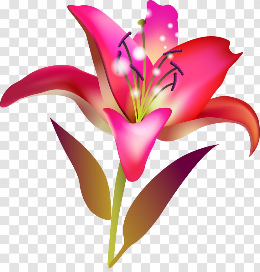 Lilium Floristry Cut Flowers Painting - Flora - Flower Transparent PNG