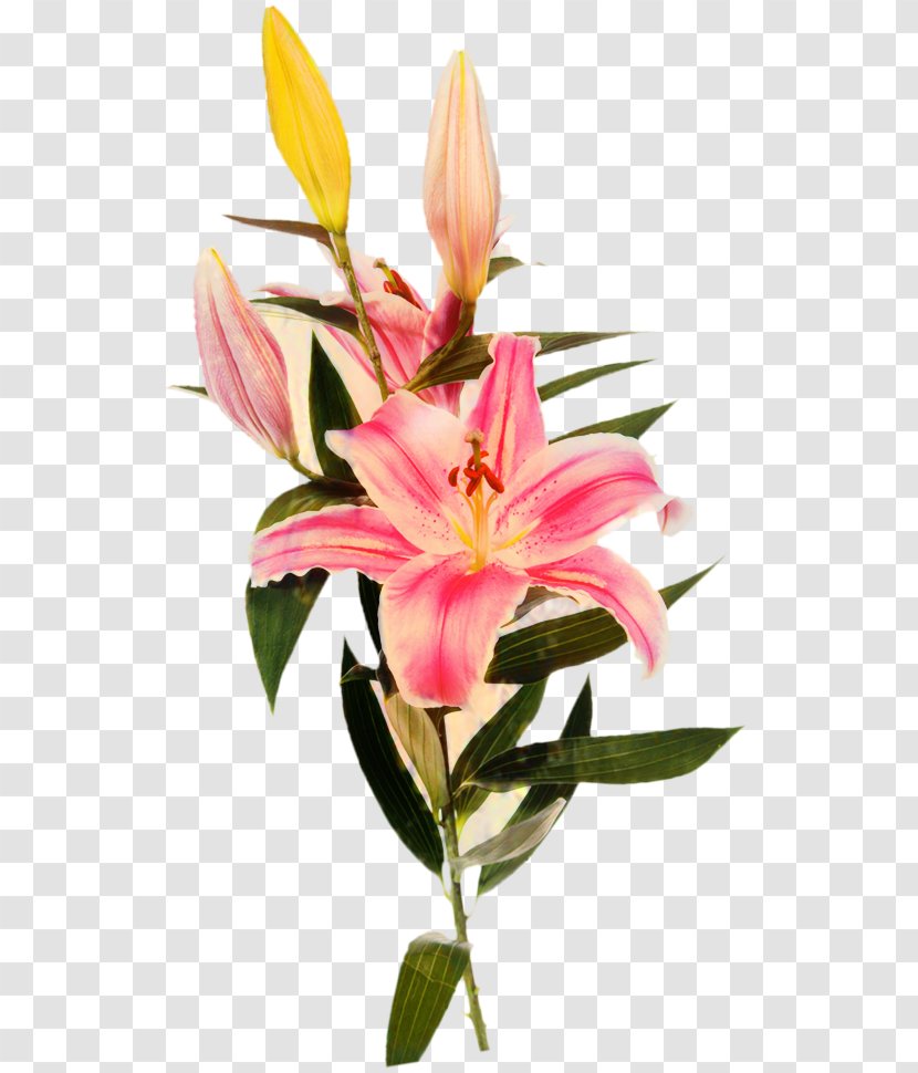 Floristry Cut Flowers Plant Stem Petal Pink M - Lily - Artificial Flower Transparent PNG