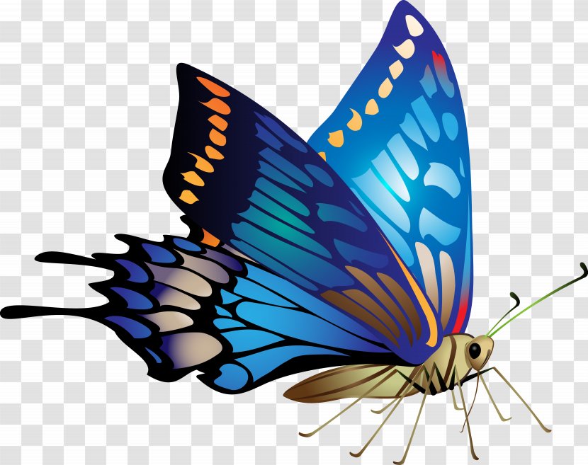 Butterfly Flower Clip Art - Invertebrate - Fly Transparent PNG