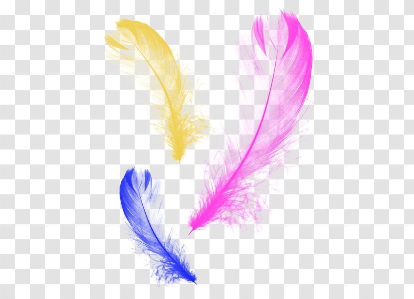 Feather Graphic Design - Designer - Feathers Transparent PNG