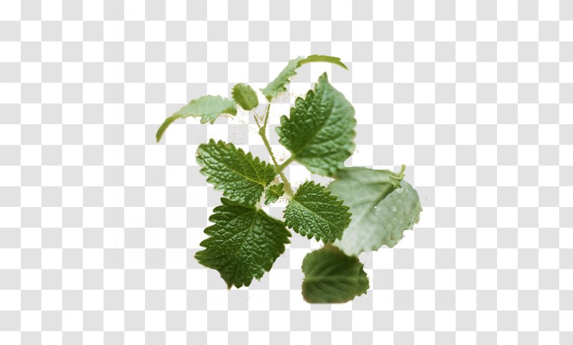 Lemon Balm Plant Photosynthesis - Oil - Green Transparent PNG