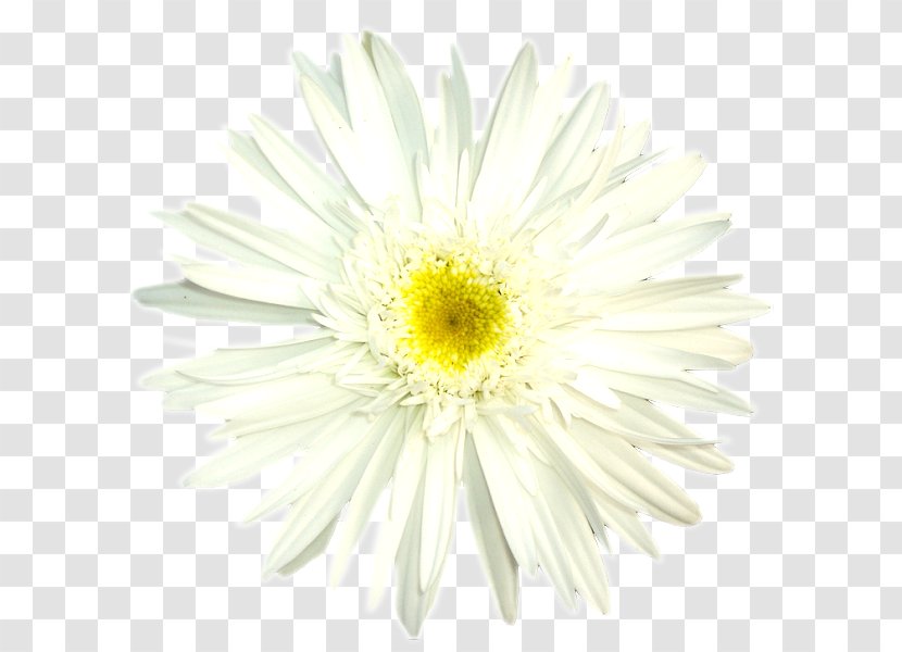 Oxeye Daisy Chrysanthemum Transvaal Family Marguerite - White Transparent PNG