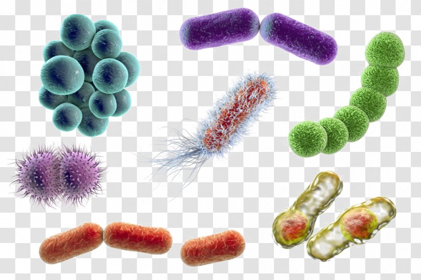 Stock Photography Bacteria Microorganism Coccus E. Coli - Bacillus - Microscope Transparent PNG
