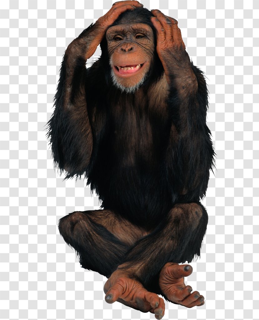 Gorilla Orangutan Primate Common Chimpanzee - Image File Formats Transparent PNG