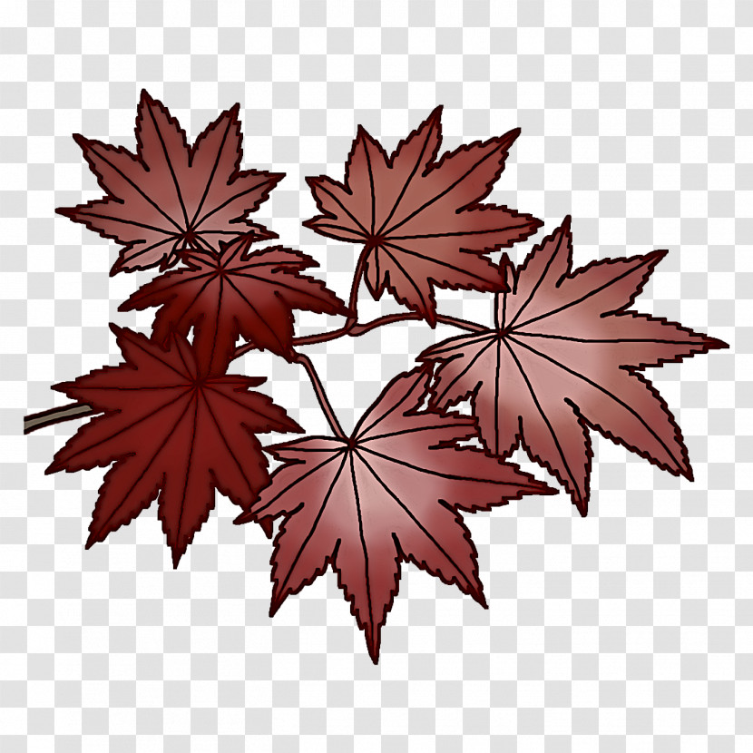 Maple Leaf Transparent PNG