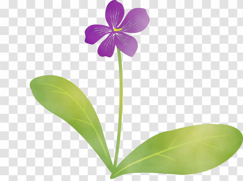 Plant Stem Flower Moth Orchids Petal Flora Transparent PNG