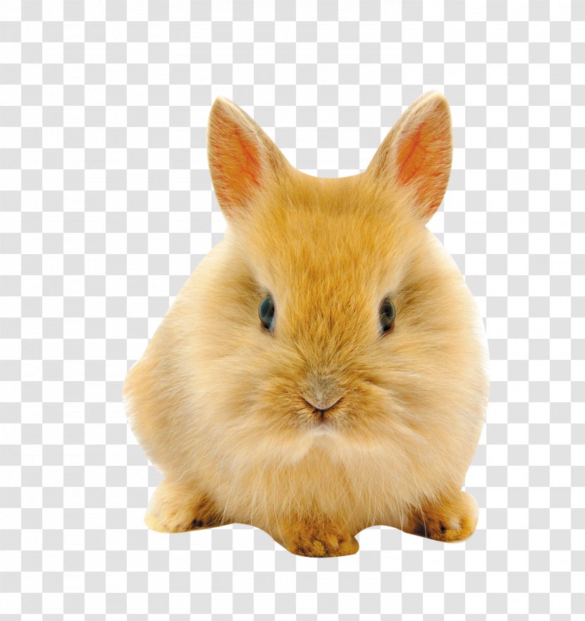 Easter Bunny Netherland Dwarf Rabbit High-definition Television Wallpaper - Cuteness - Positive Transparent PNG