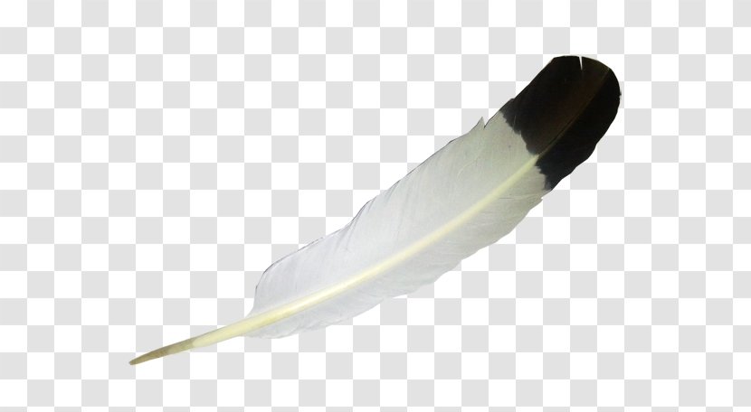 Bald Eagle Feather Law - Circle Transparent PNG