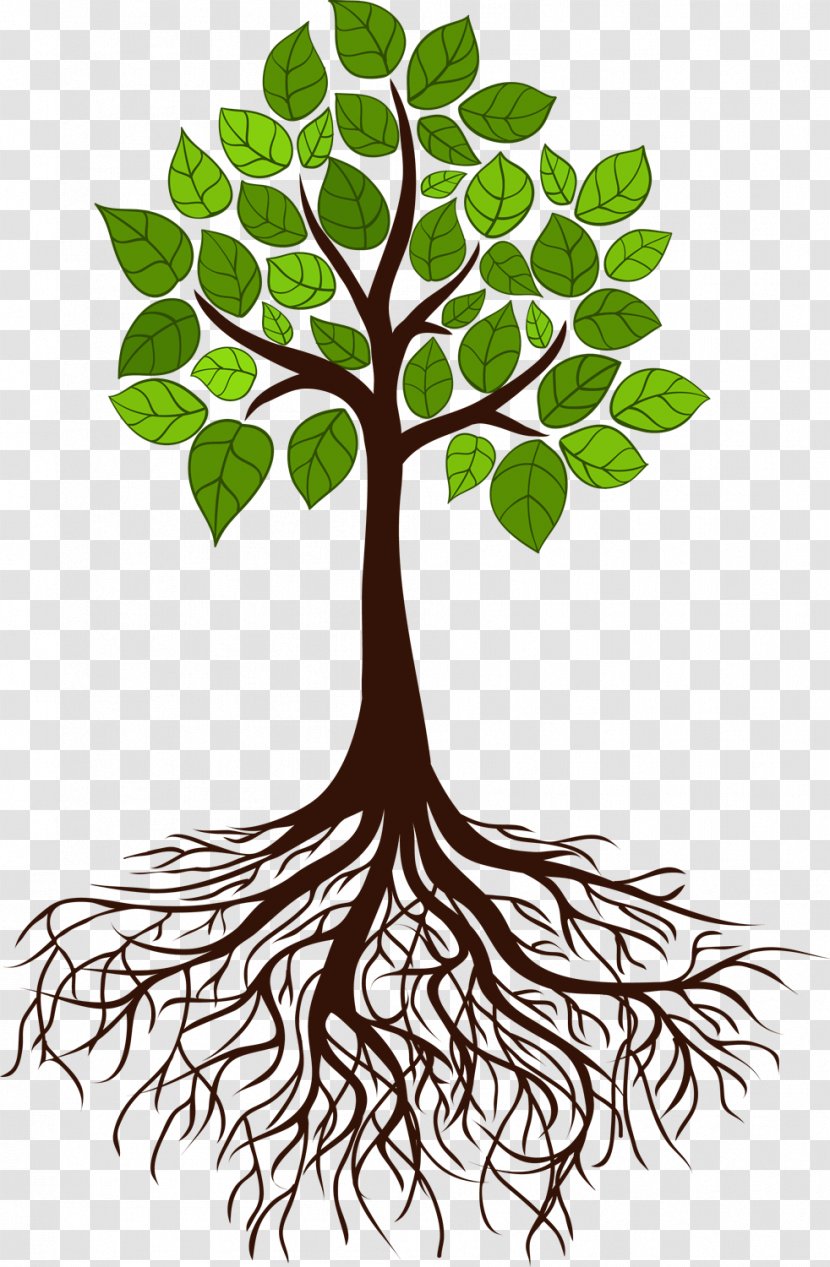 Tree Root Branch - Oak - Roots Transparent PNG