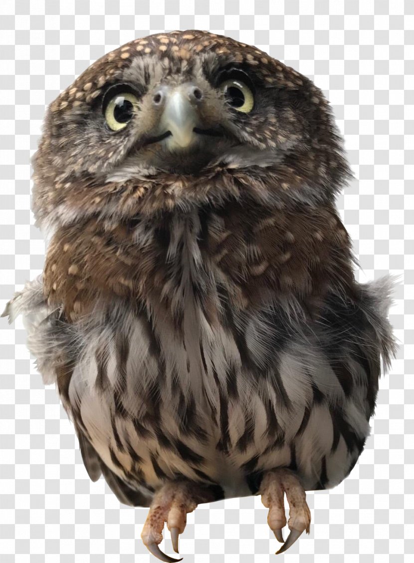 Owl Alaska Raptor Center Bird Of Prey Hawk - Watercolor Transparent PNG