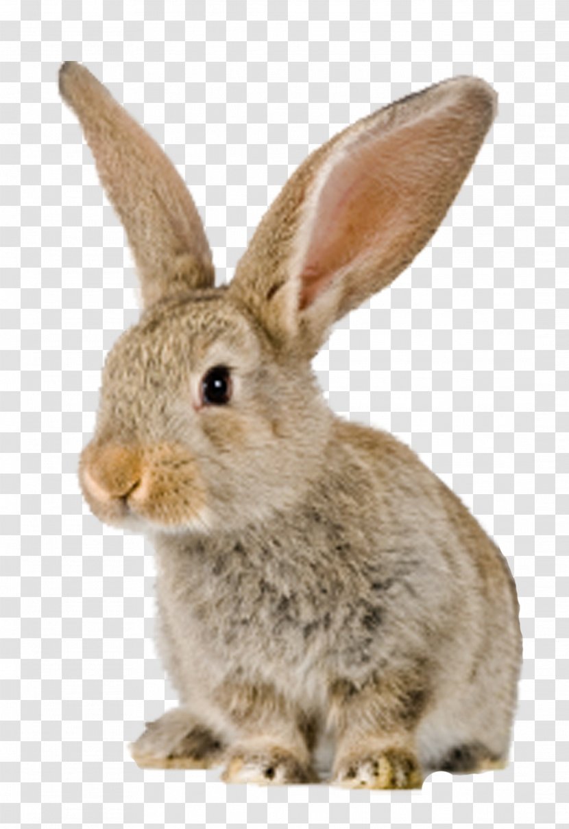 Blanket Rabbit Ear Easter Bunny Throw Pillows - Snout Transparent PNG